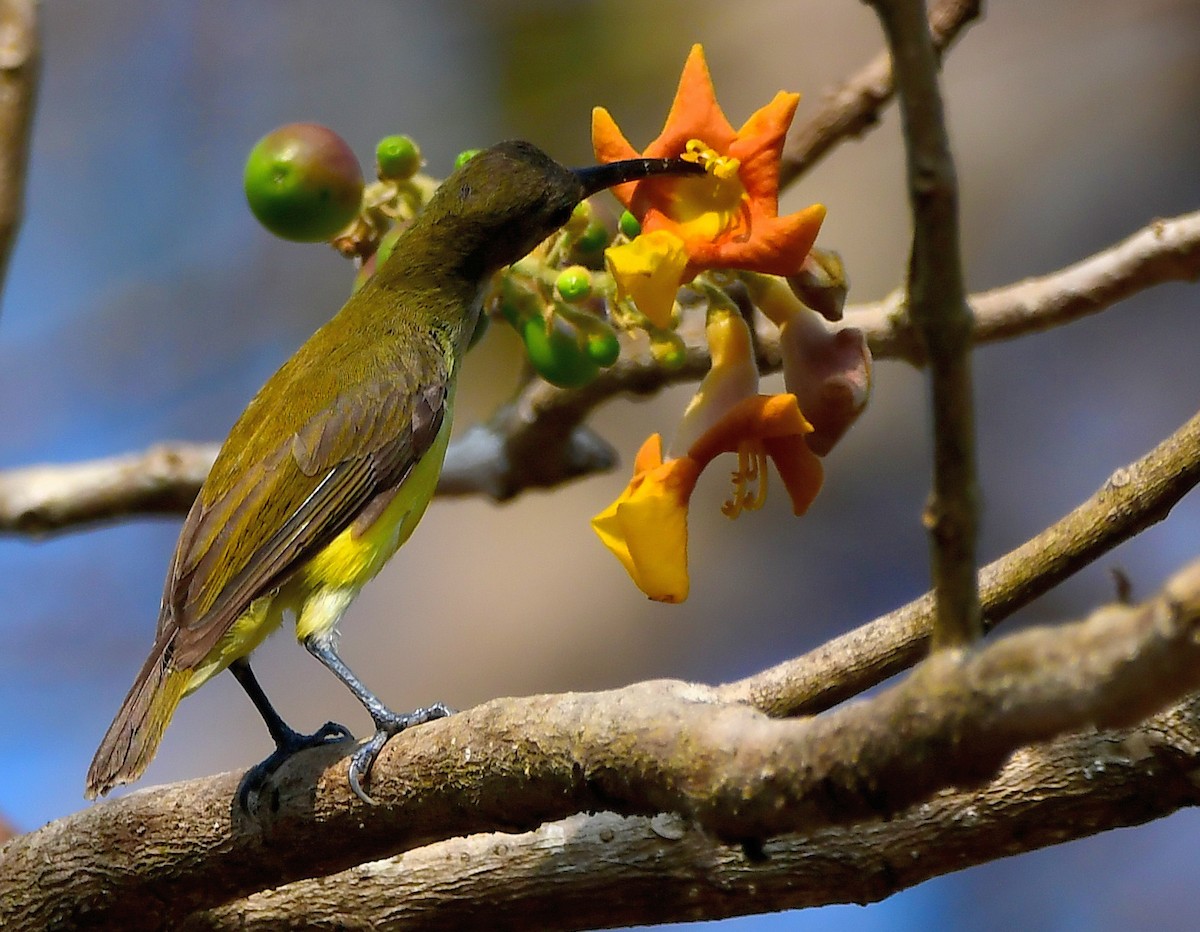 Little Spiderhunter - ML616936823