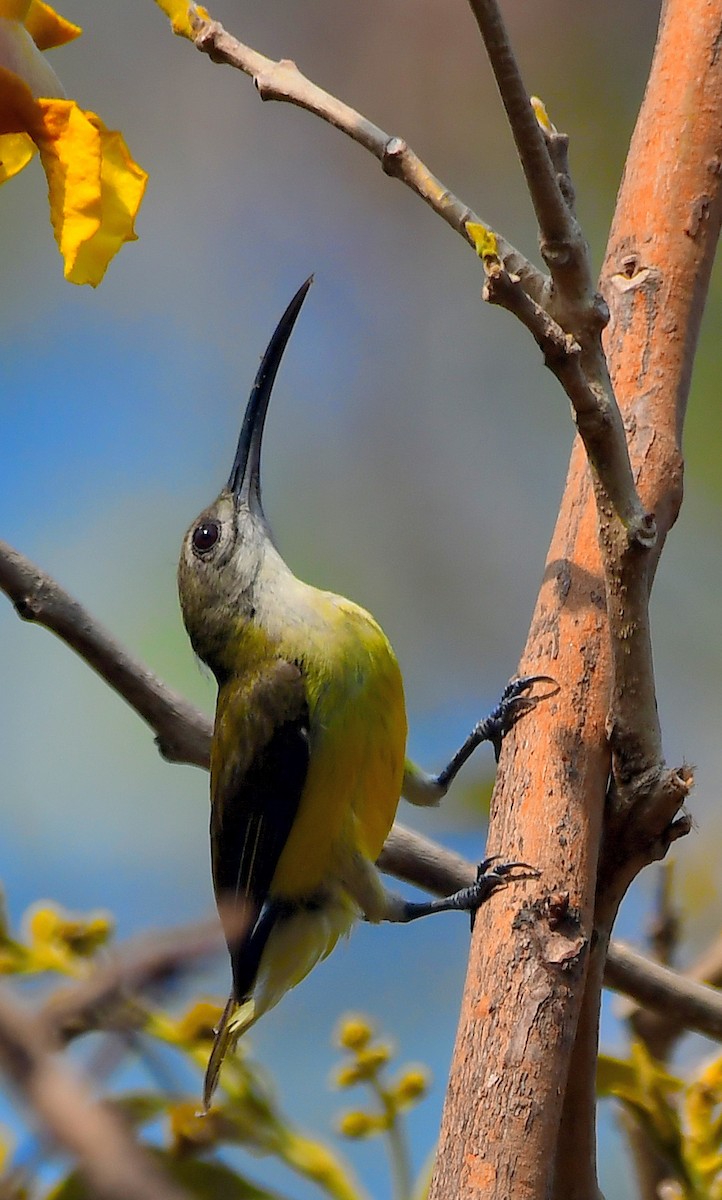 Weißkehl-Spinnenjäger - ML616936824