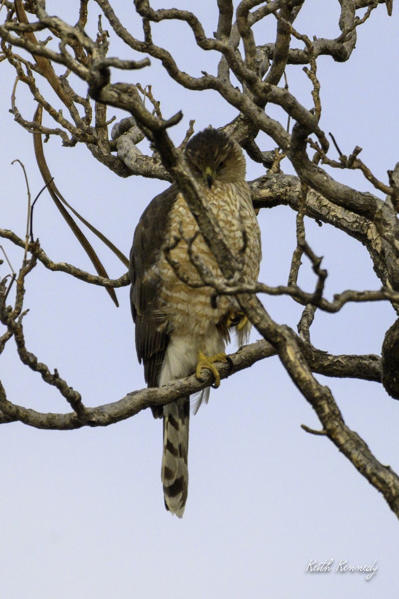 Cooper's Hawk - ML616936838