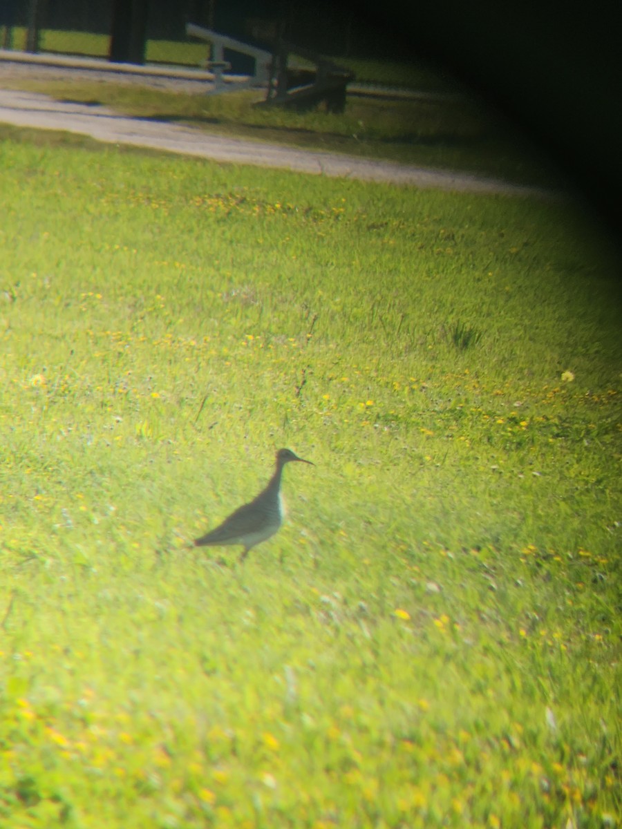 Upland Sandpiper - ML616936859