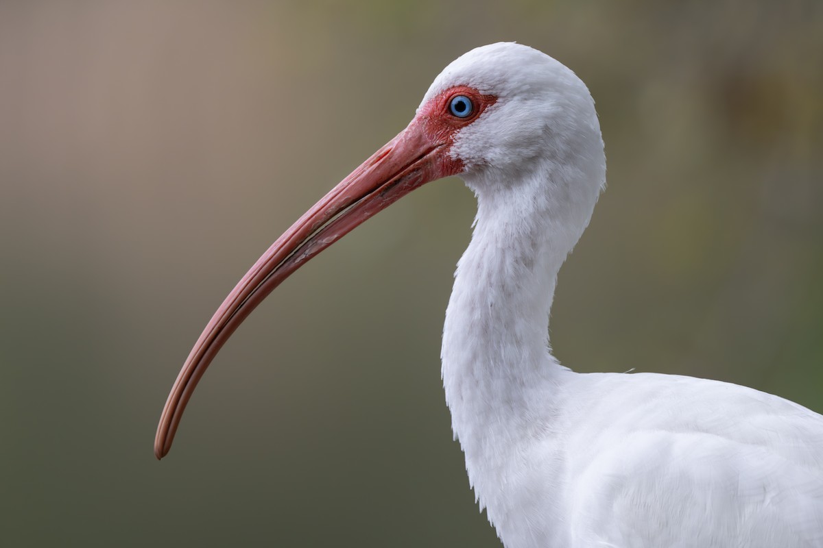 ibis bílý - ML616936897