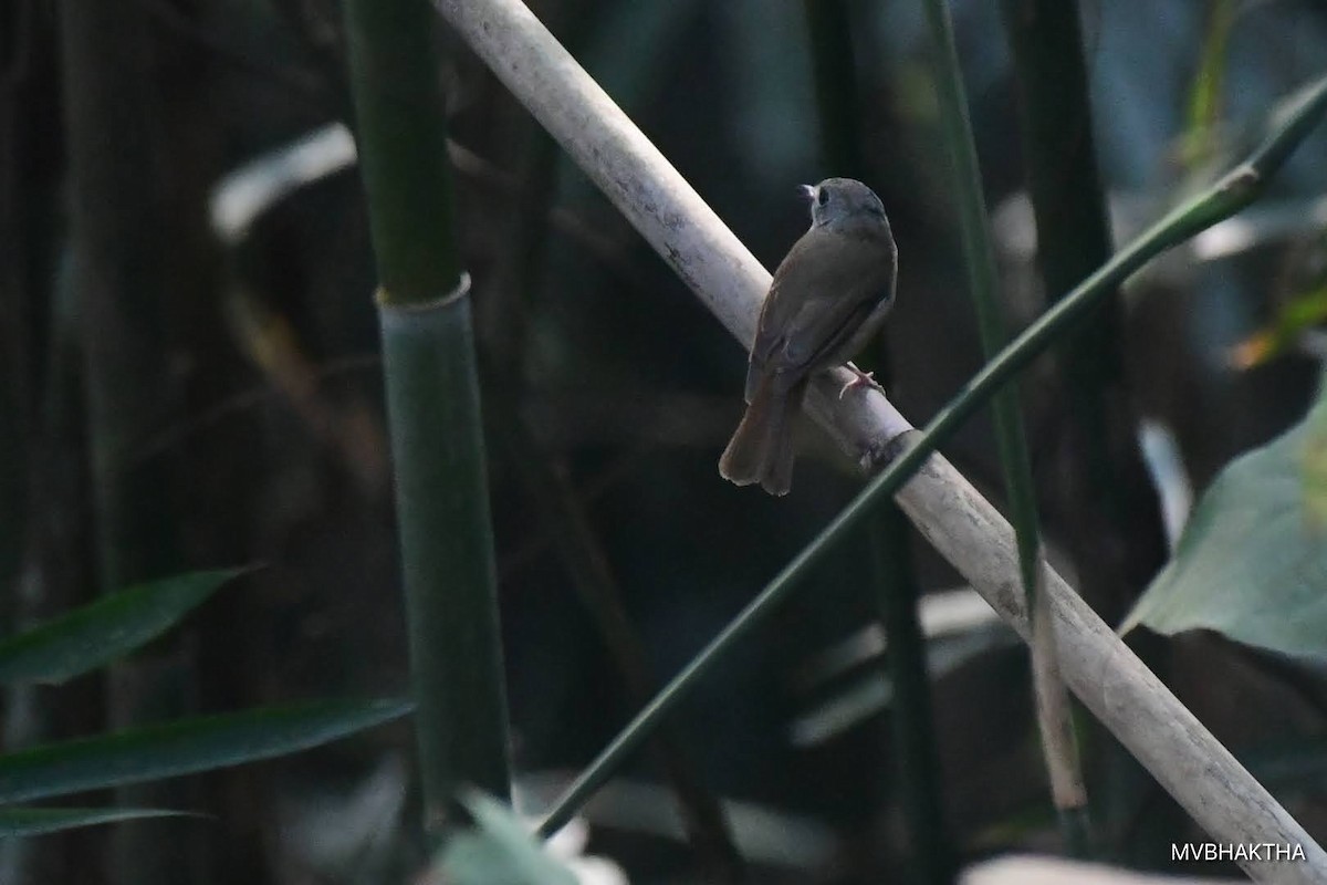 Pale-chinned Flycatcher - ML616936912