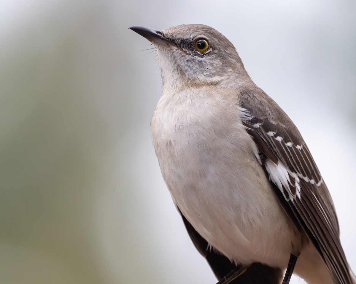 Northern Mockingbird - Ron Buening