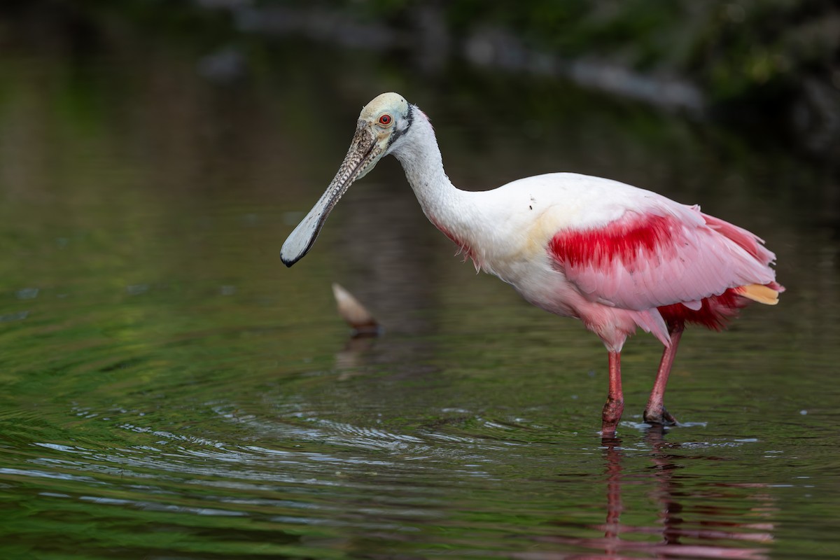 Roseate Spoonbill - Ron Buening