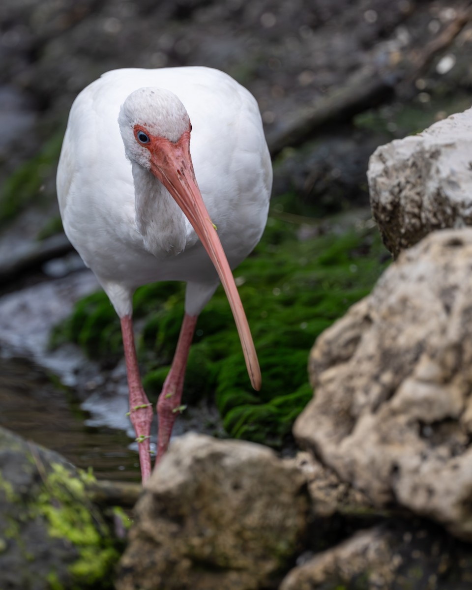 Ibis blanc - ML616936987