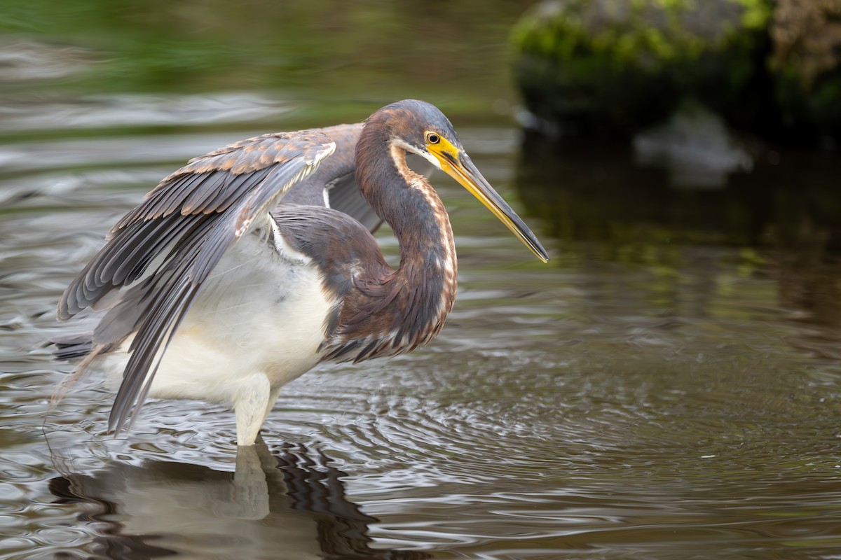 Tricolored Heron - Ron Buening