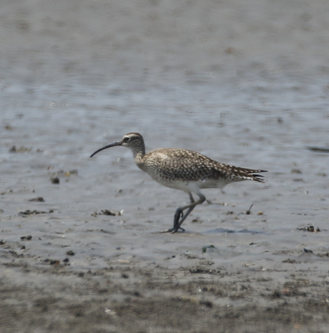 Whimbrel - ML616936998