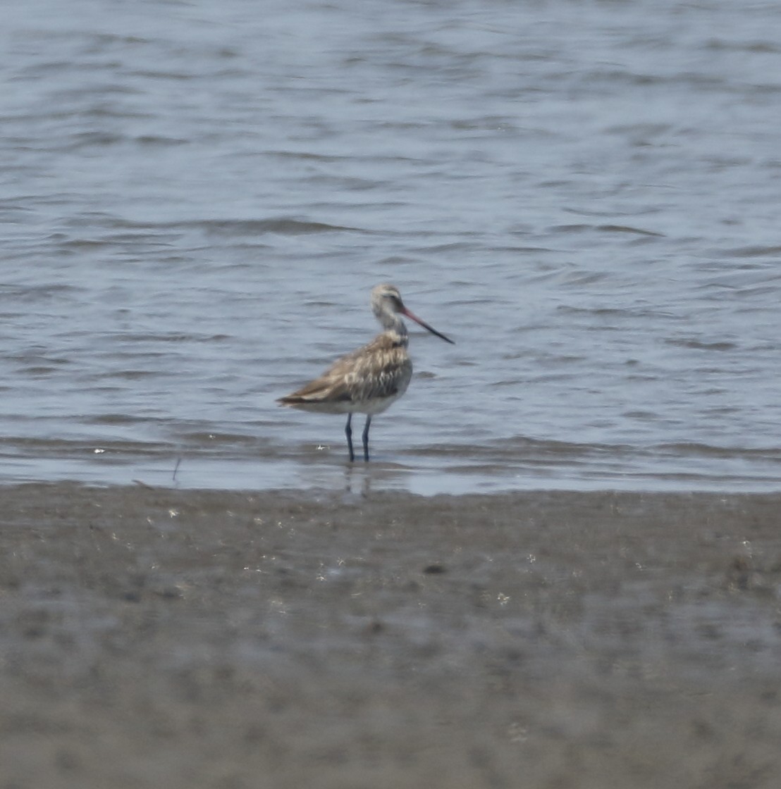 Bar-tailed Godwit - ML616937001