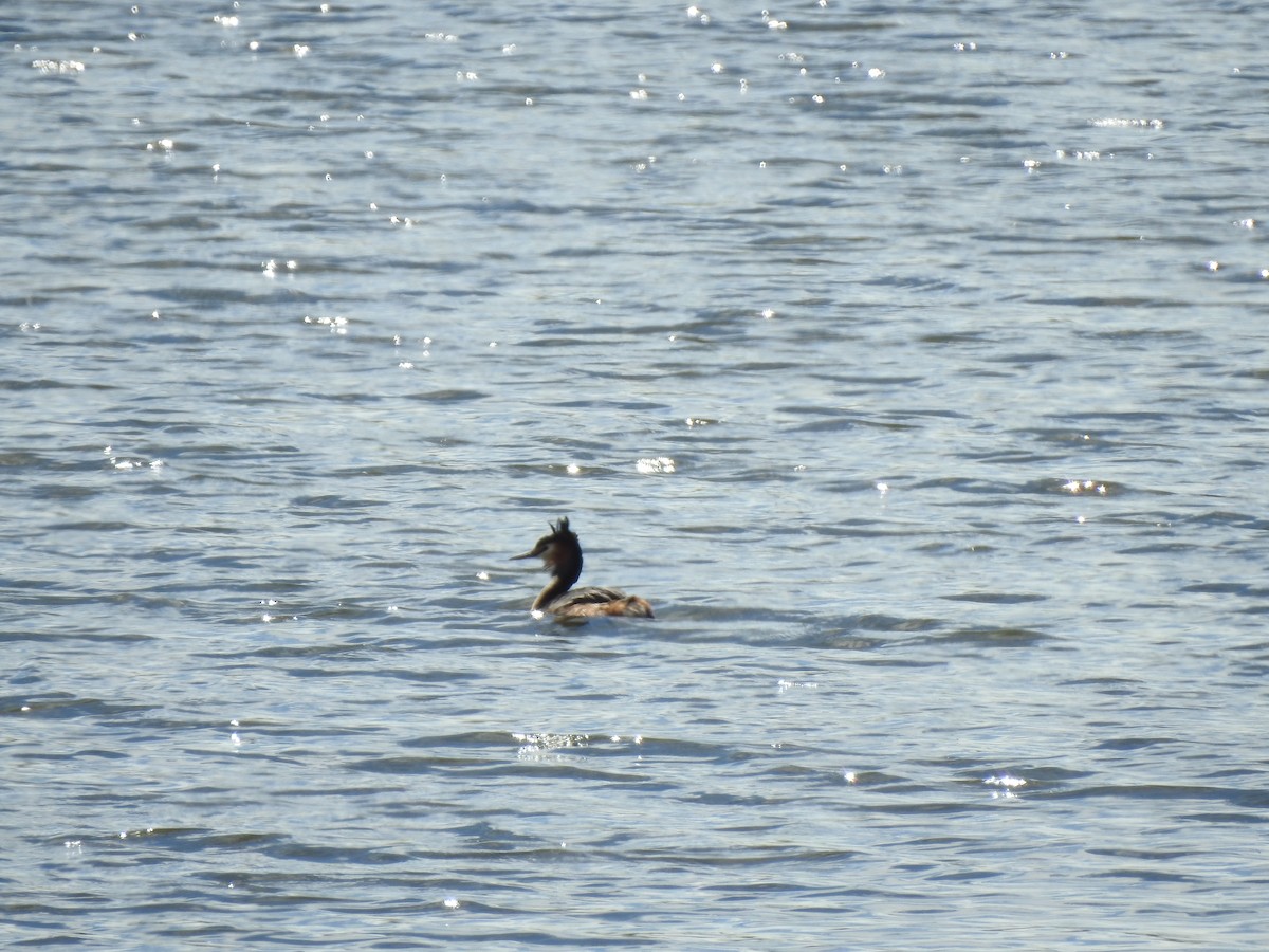 Great Crested Grebe - ML616937002