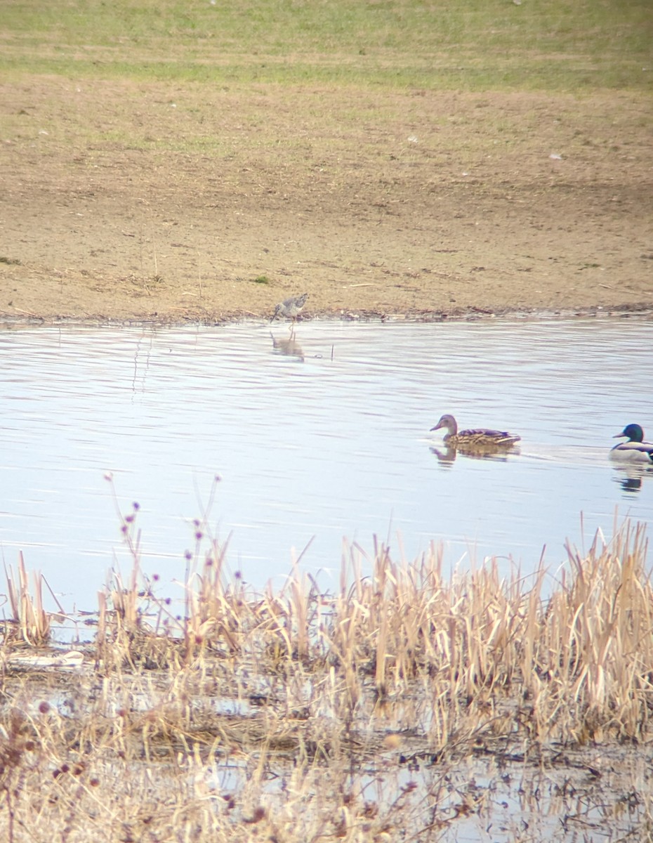 Greater Yellowlegs - ML616937003