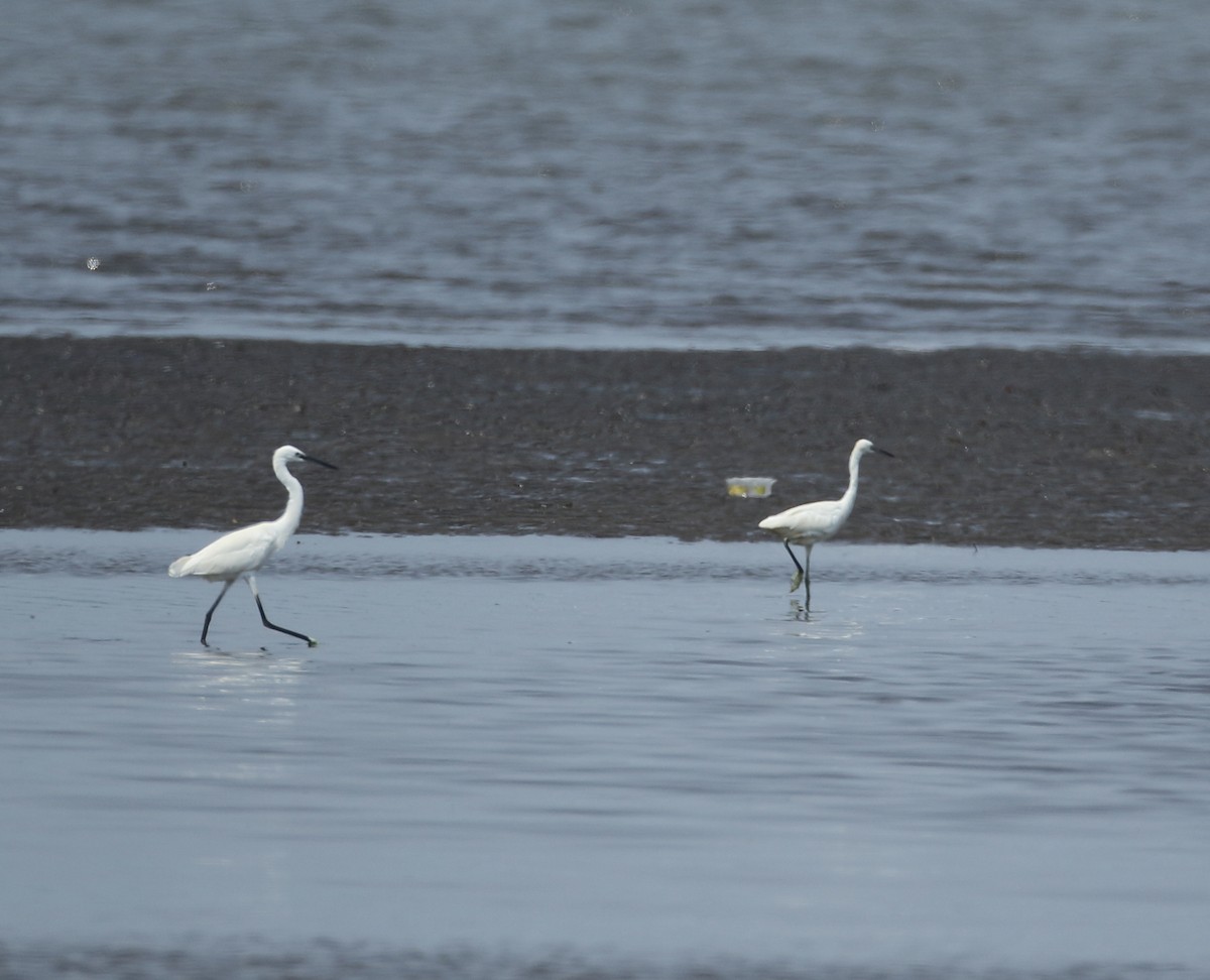 Little Egret - ML616937004