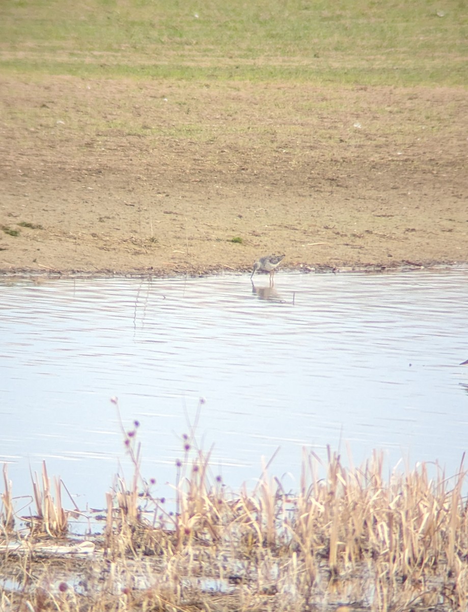 Greater Yellowlegs - ML616937007