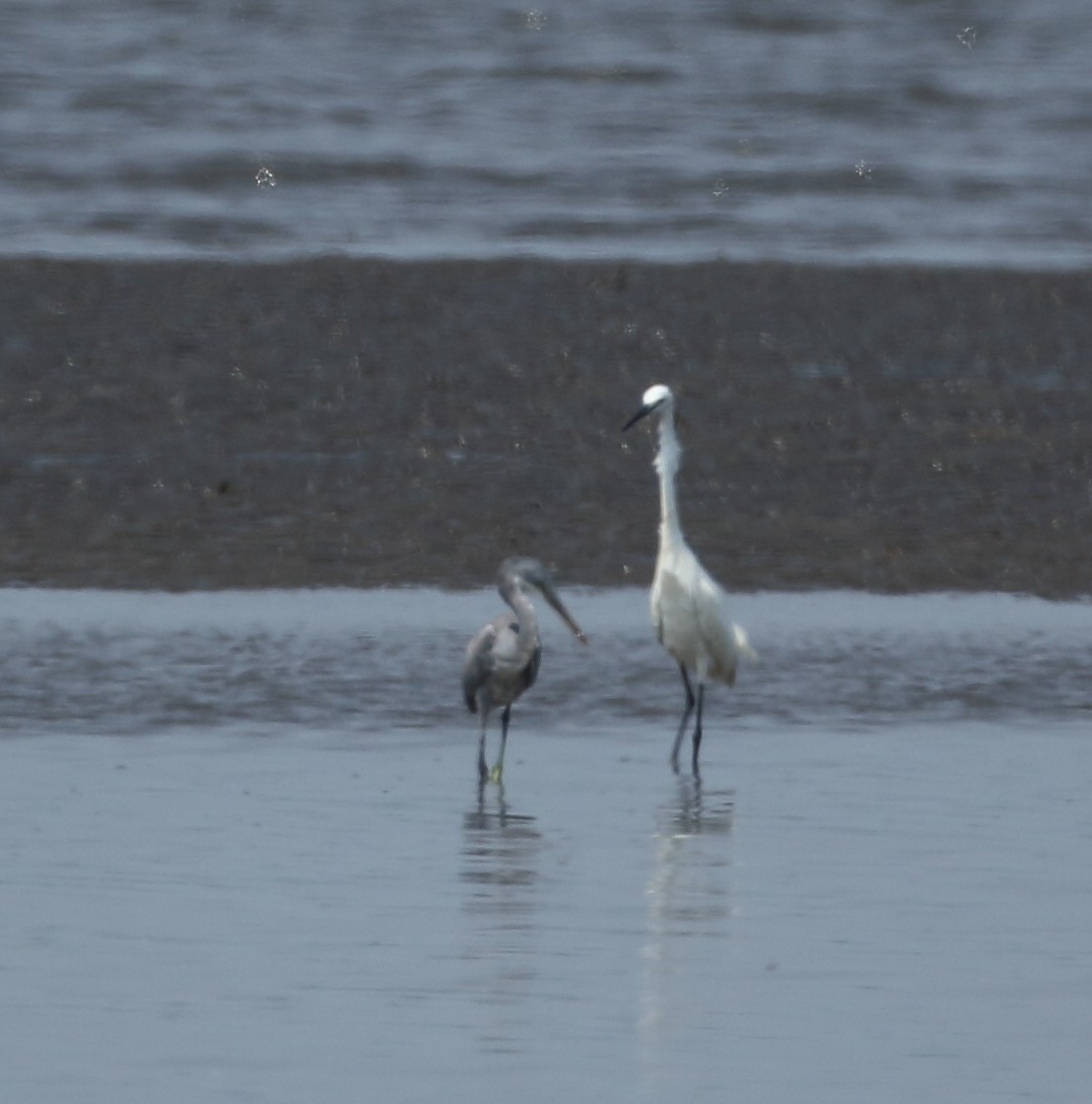 Western Reef-Heron - ML616937008