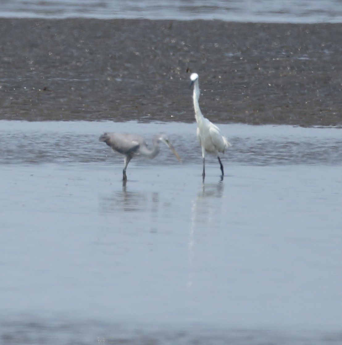 Great Egret - ML616937029