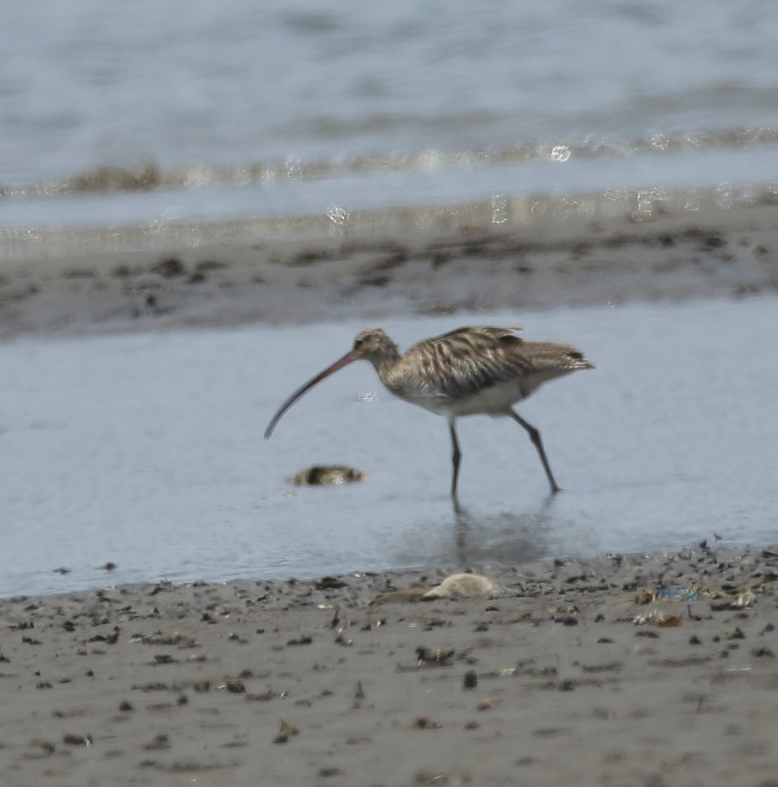 Eurasian Curlew - ML616937035