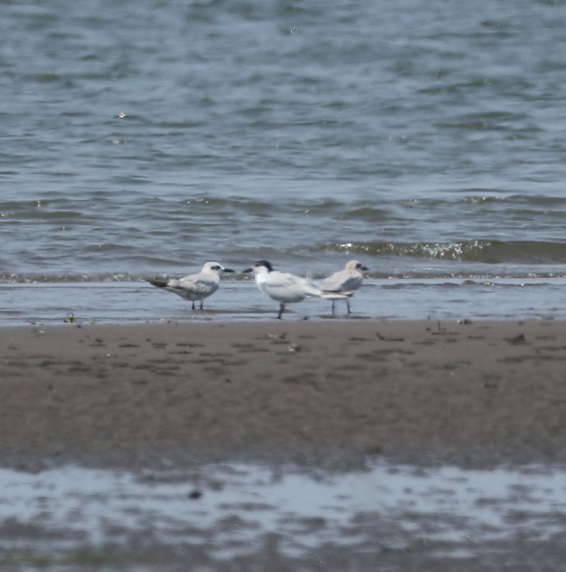 Gull-billed Tern - ML616937046