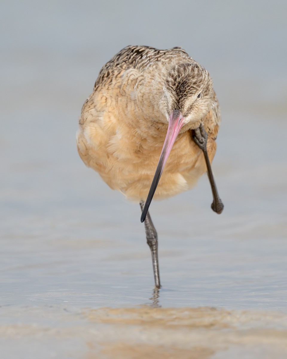 Marbled Godwit - ML616937048