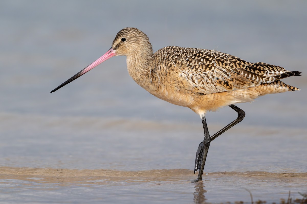 Marbled Godwit - ML616937050