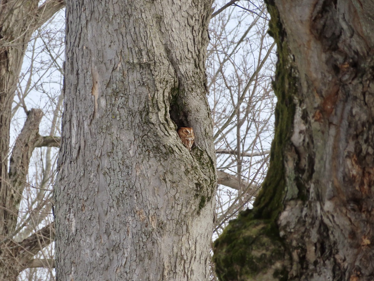 Eastern Screech-Owl - ML616937069