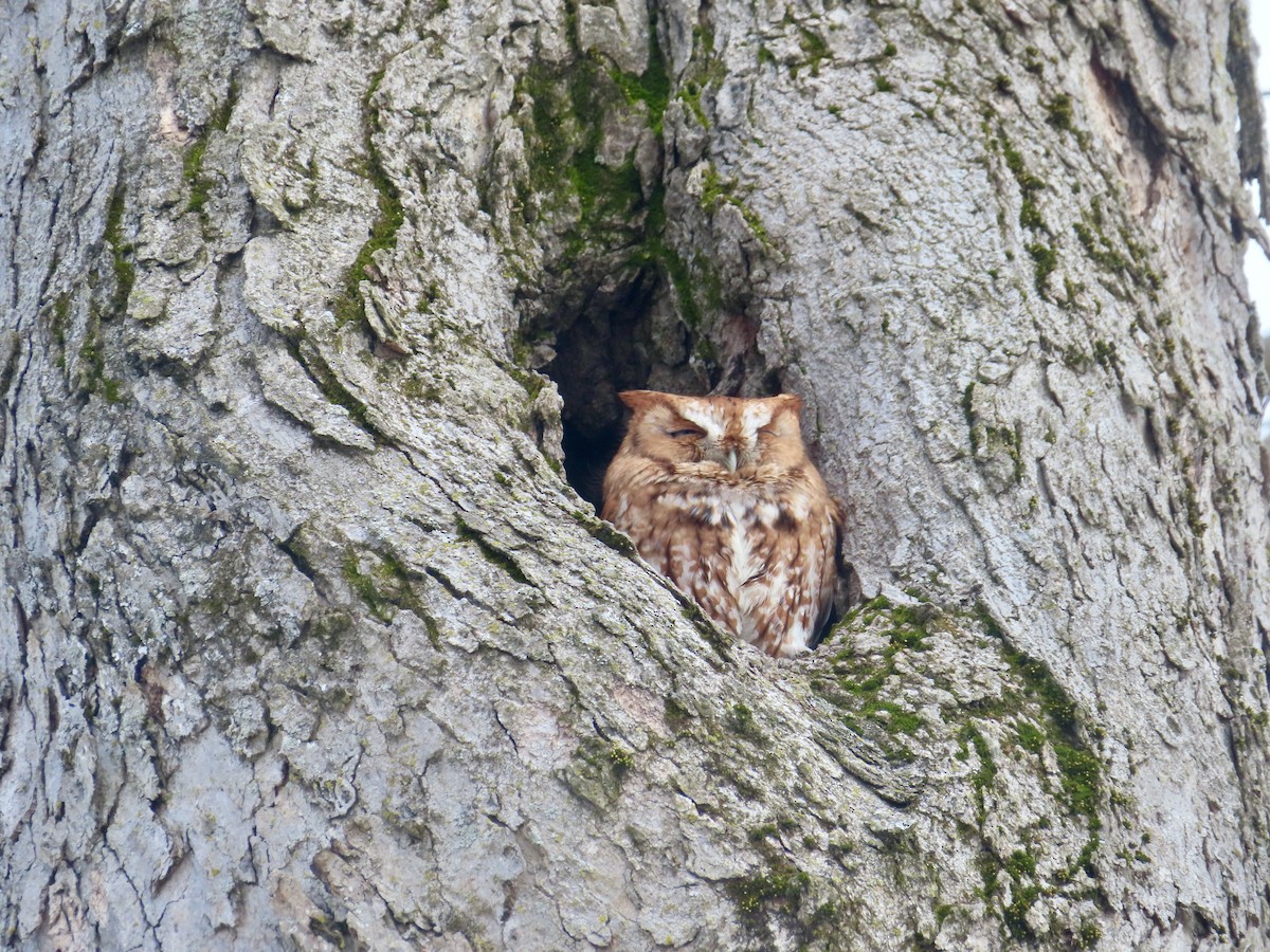 Eastern Screech-Owl - ML616937072