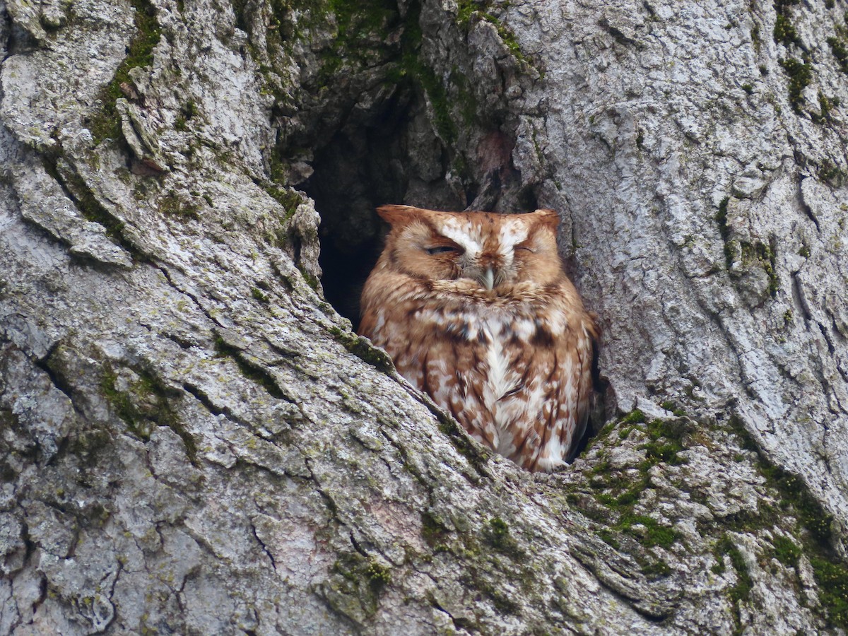 Eastern Screech-Owl - ML616937079