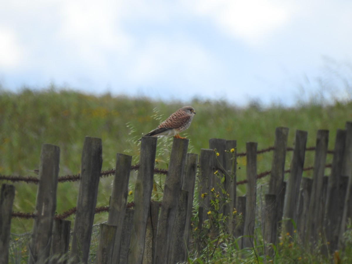 Lesser Kestrel - ML616937126