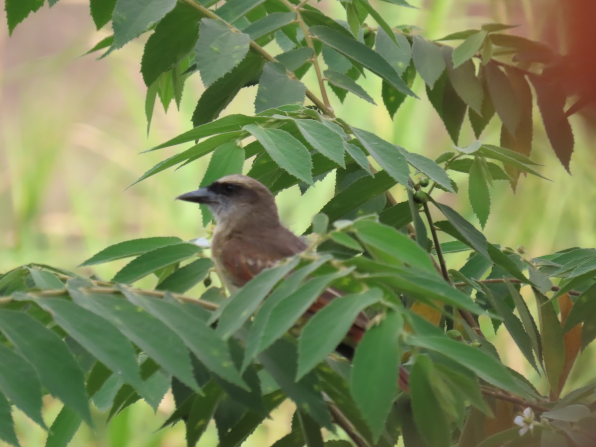 Baird's Flycatcher - ML616937129