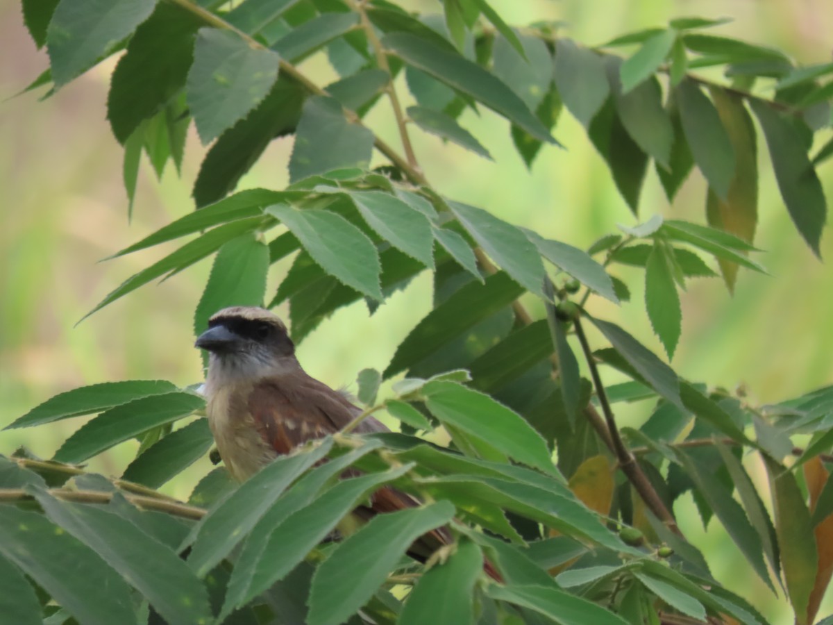 Baird's Flycatcher - ML616937145