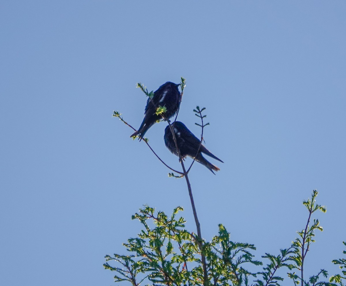 Purple Martin - ML616937158