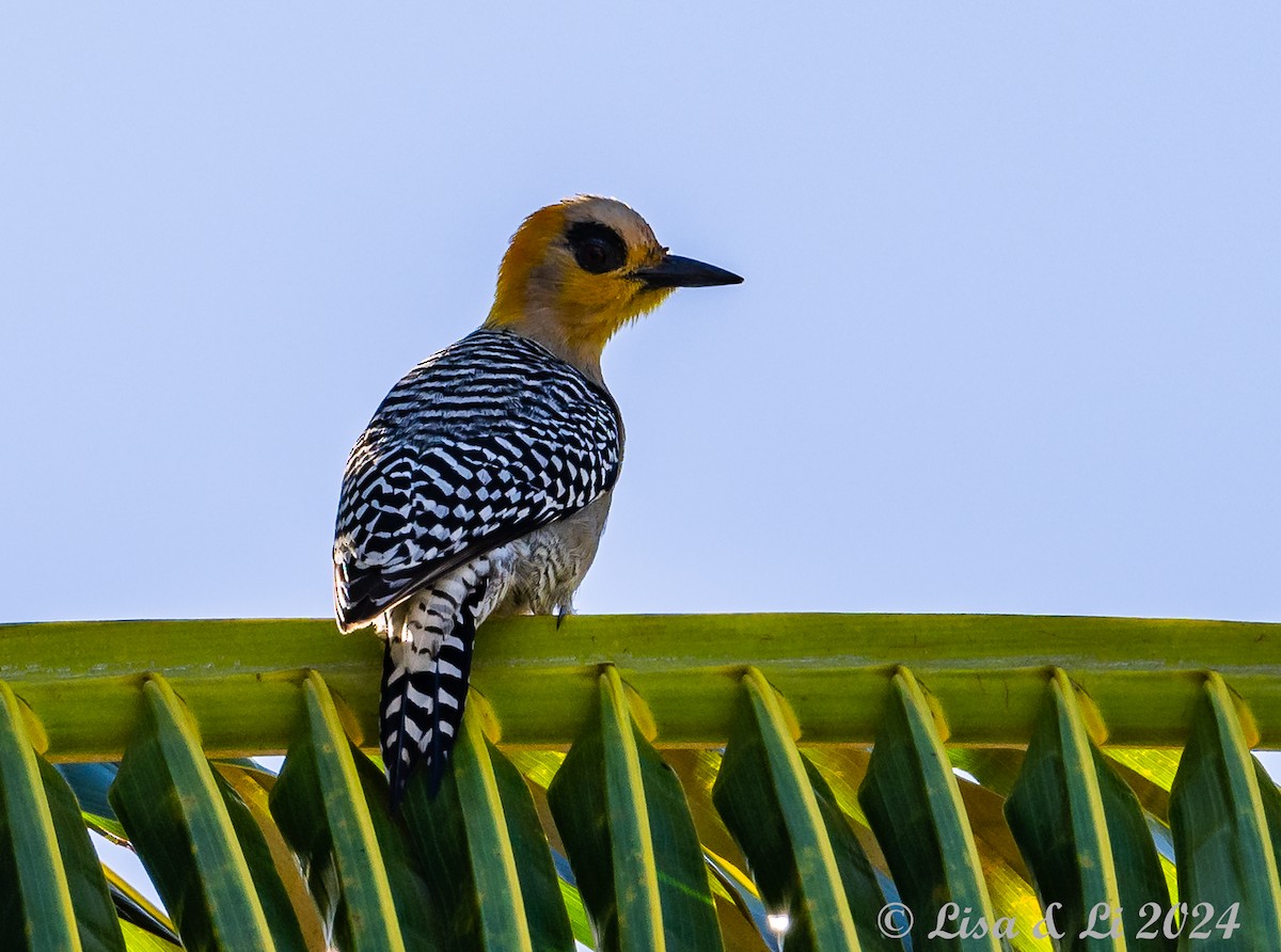 Golden-cheeked Woodpecker - Lisa & Li Li