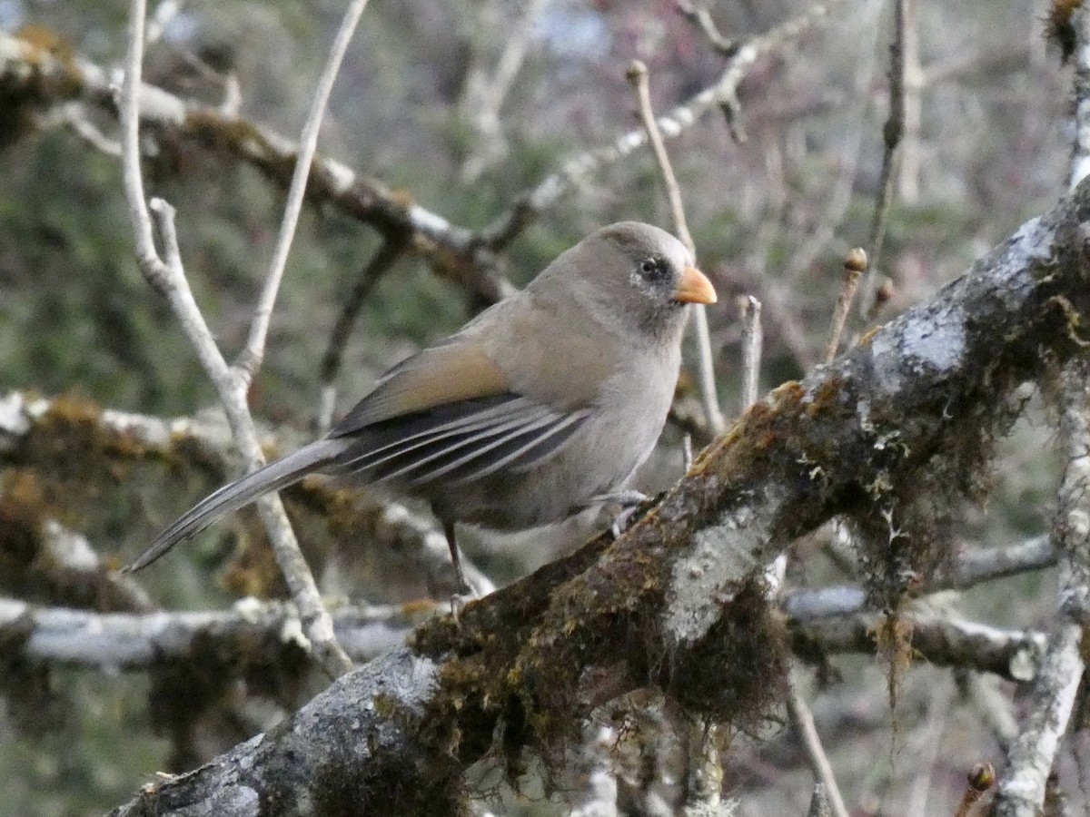 Great Parrotbill - David Walsh