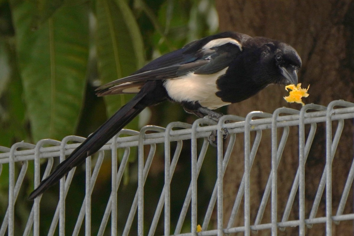 Oriental/Eurasian Magpie - ML616937178