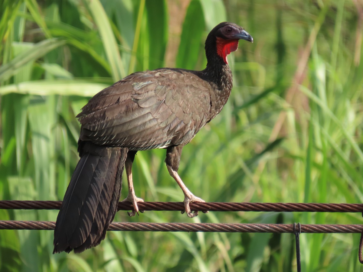 White-winged Guan - ML616937192