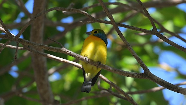 Orange-breasted Bunting - ML616937210