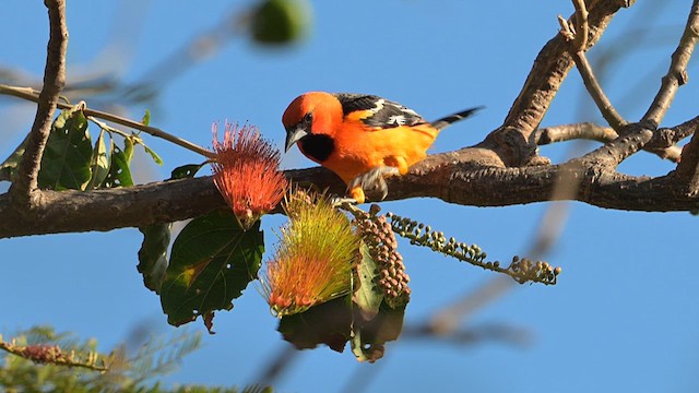 Oriole à dos rayé - ML616937220