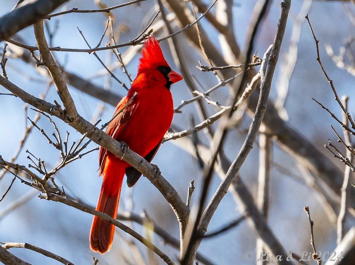 Northern Cardinal (Long-crested) - ML616937236