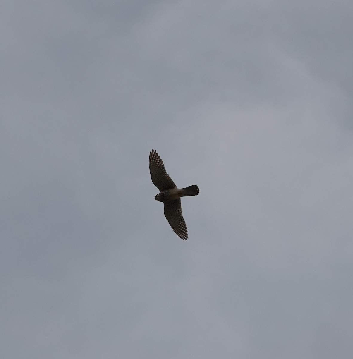 Eurasian Kestrel - ML616937240