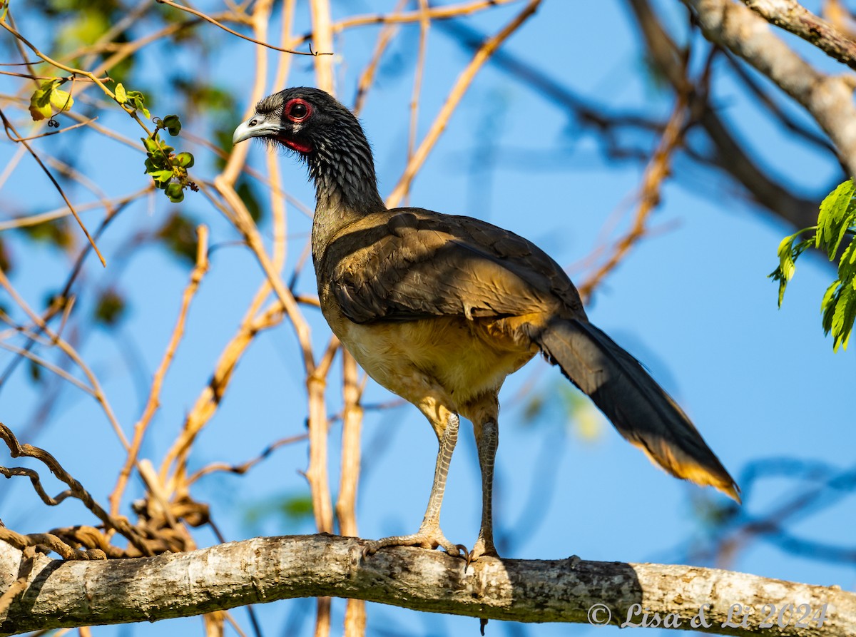 West Mexican Chachalaca - ML616937248