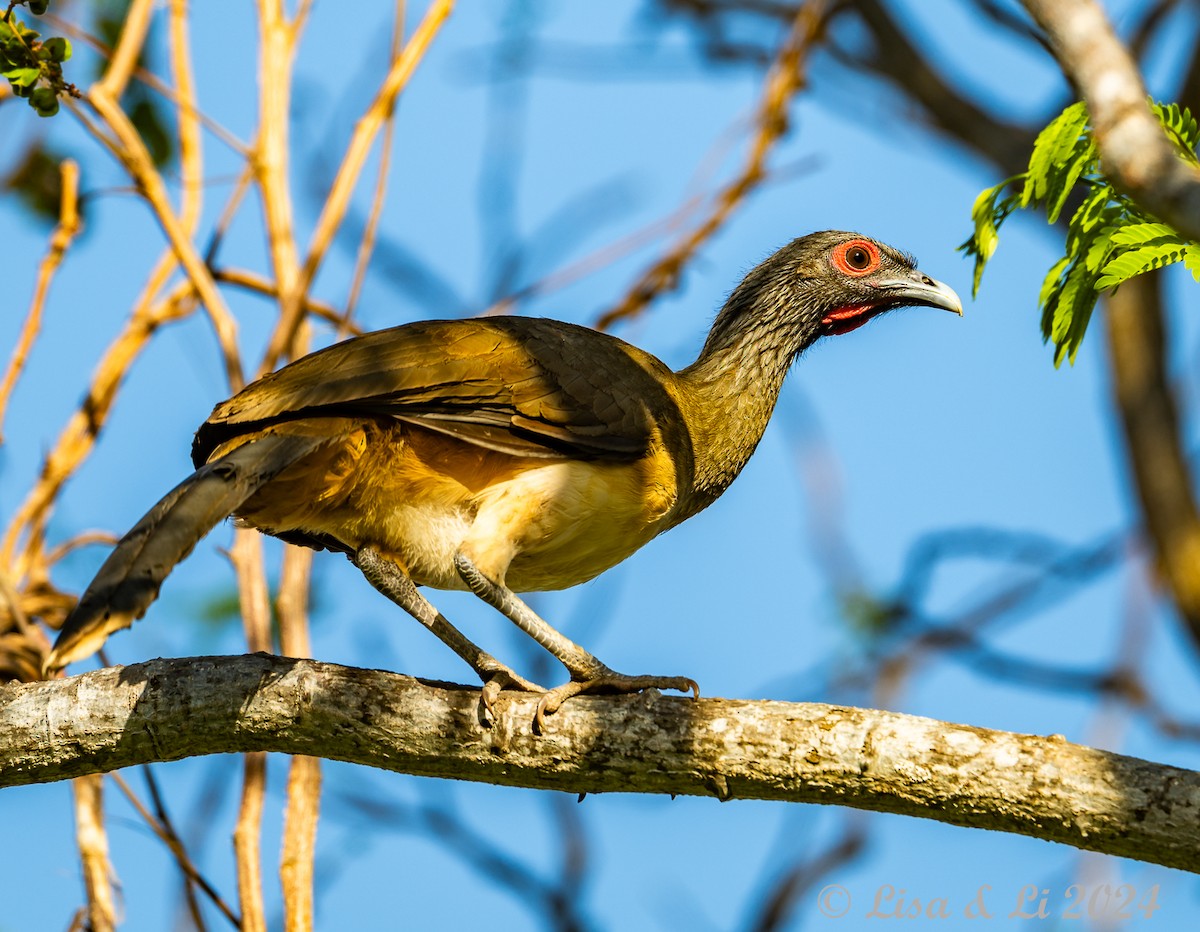 West Mexican Chachalaca - ML616937249