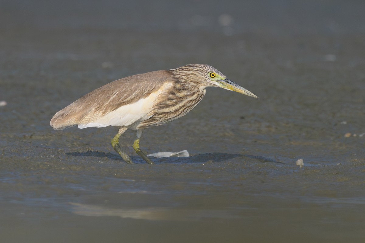 pond-heron sp. - ML616937250