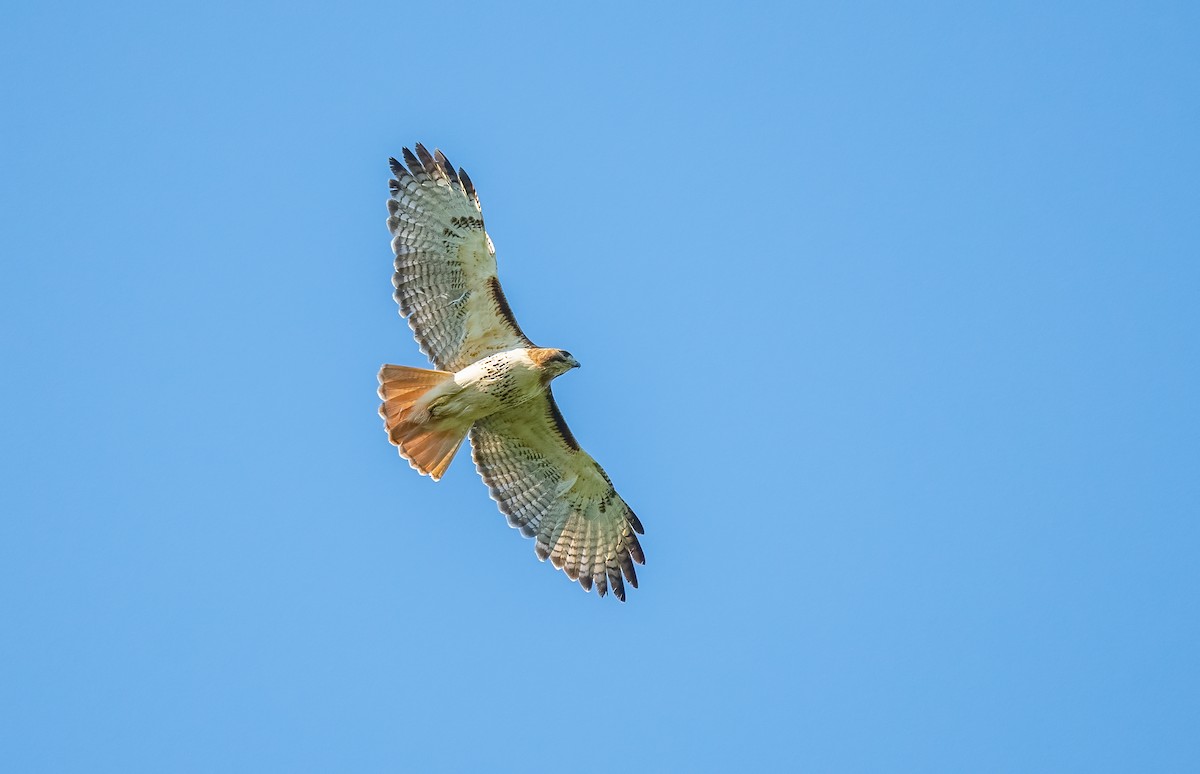Red-tailed Hawk - ML616937265