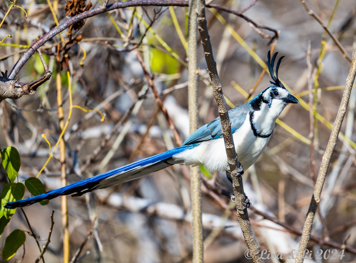 White-throated Magpie-Jay - ML616937276