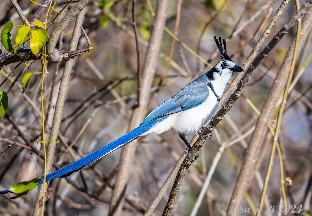 White-throated Magpie-Jay - ML616937277