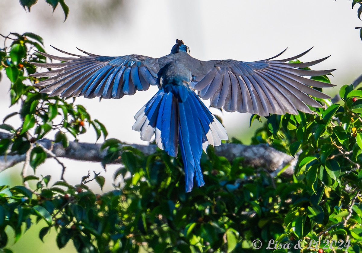 White-throated Magpie-Jay - ML616937278