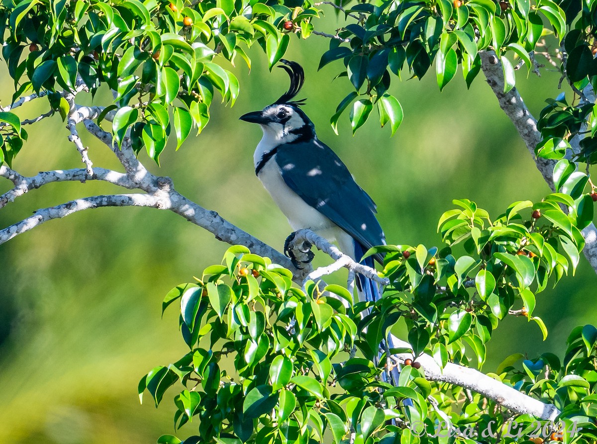 White-throated Magpie-Jay - ML616937279