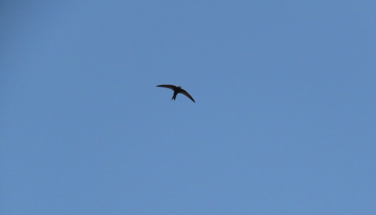 Common Swift - ML616937282