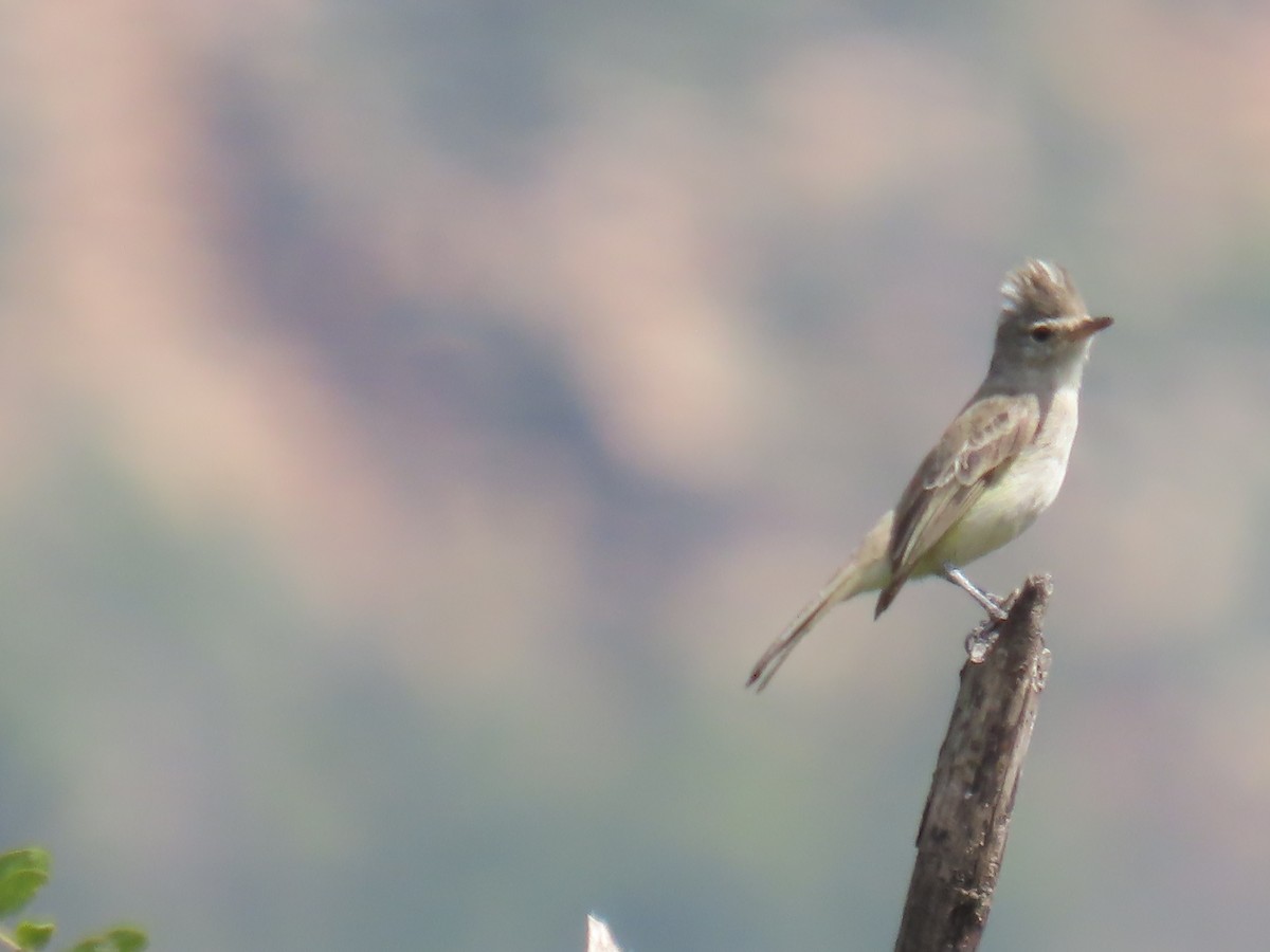 Gray-and-white Tyrannulet - Katherine Holland