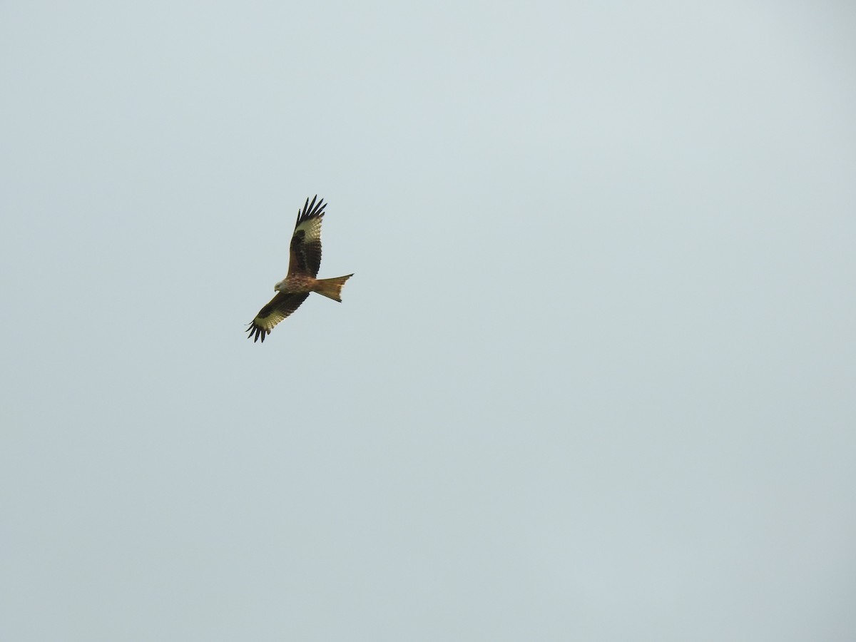 Red Kite - João Tiago Ribeiro