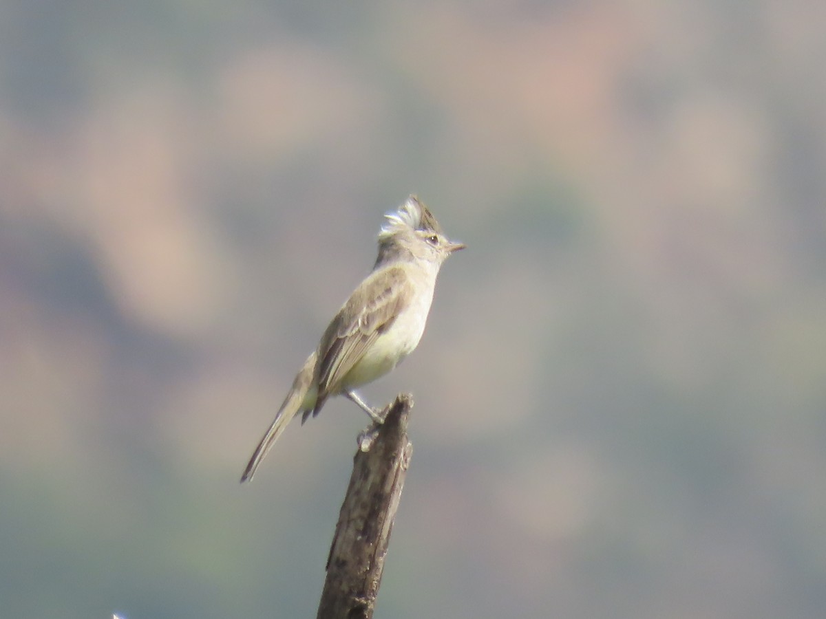 Gray-and-white Tyrannulet - ML616937298