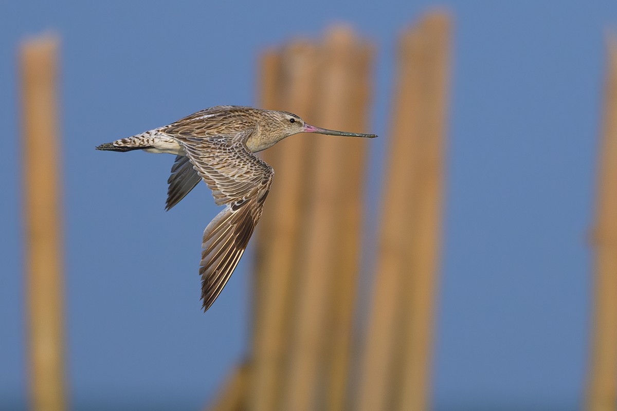 Bar-tailed Godwit - ML616937299